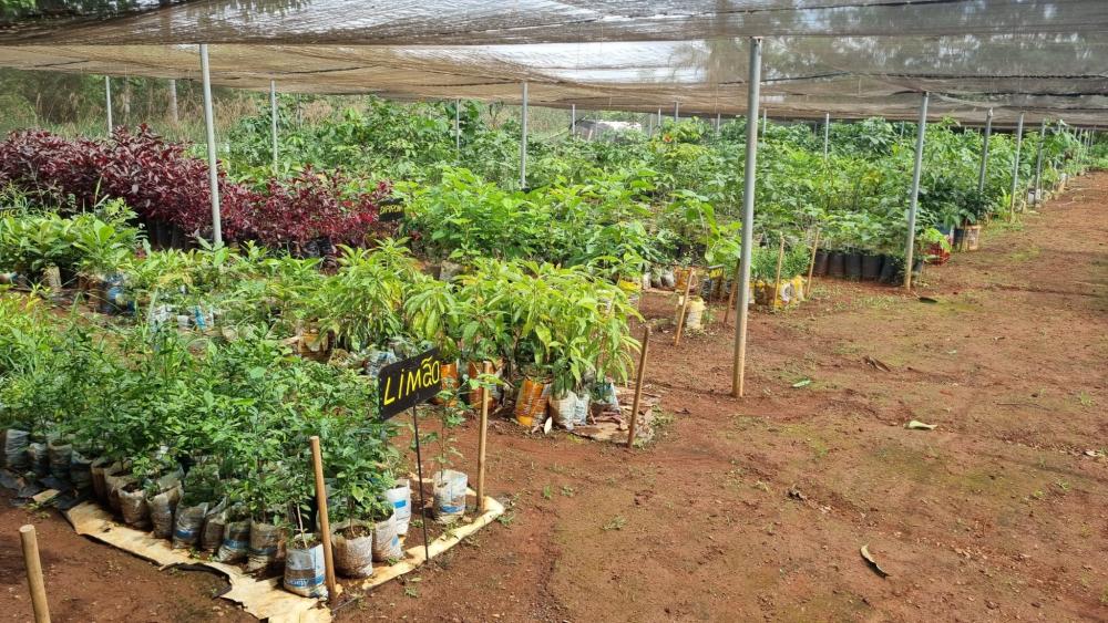 Capa da notícia: Mudas nativas do Cerrado cultivadas em fazenda na Papuda serão comercializadas